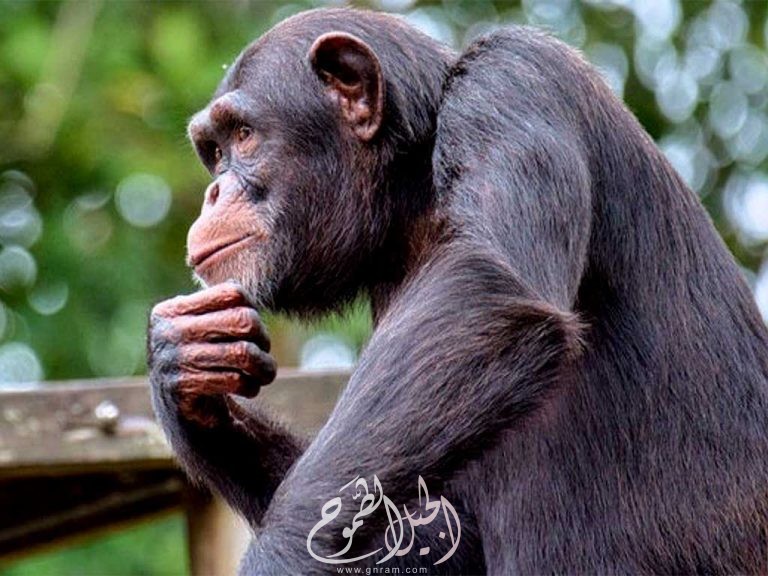 ماذا تعرف عن قرد الشمبانزي
